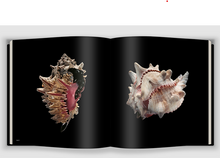Shells by Paolo Portoghesi: Hardcover; 240 pages / English