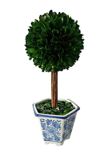Boxwood Ball Topiary Tree in Ceramic Pot Medium
